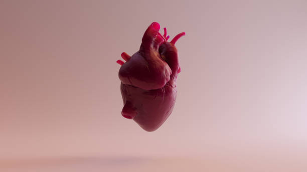 istock Pink Anatomical Heart 3d illustration 3d render 1074143906