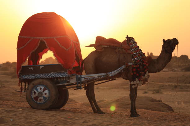 istock Camel cart in dessert at sunset 1074143924
