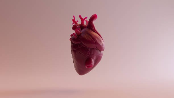istock Pink Anatomical Heart 3d illustration 3d render 1074143968