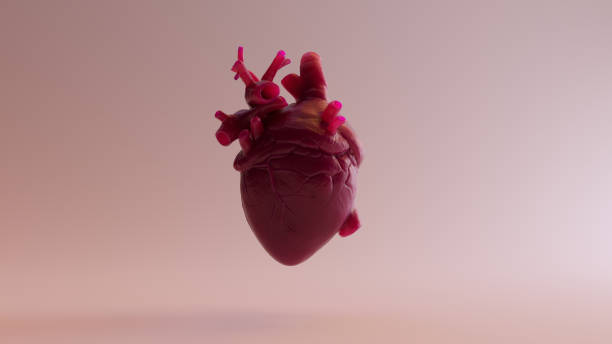 istock Pink Anatomical Heart 3d illustration 3d render 1074144048