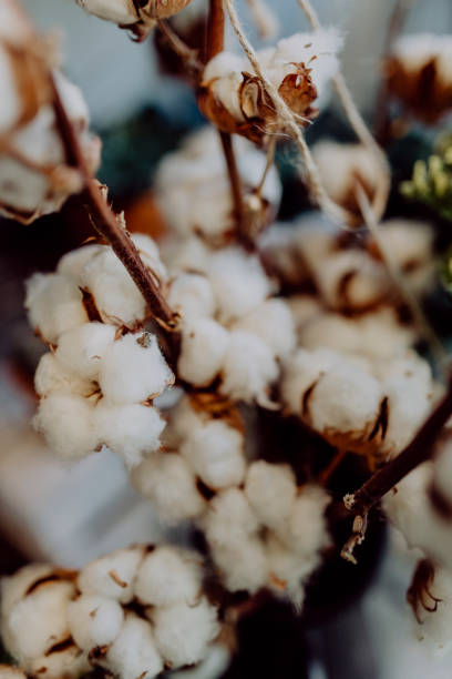 istock Closeup of white cotton flowers 1074145978