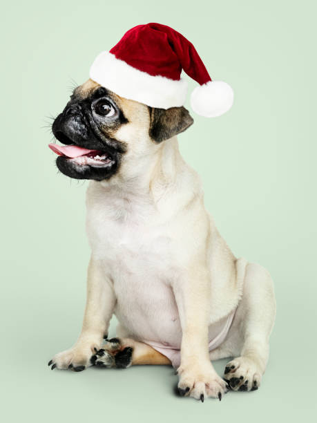 istock Adorable Pug puppy wearing a Christmas hat 1074147872