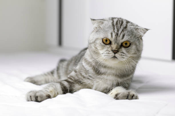istock Cat are squat on white bed in the room. 1074150720