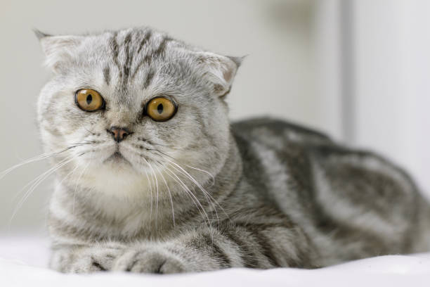 istock Cat are squat on white bed in the room. 1074150732