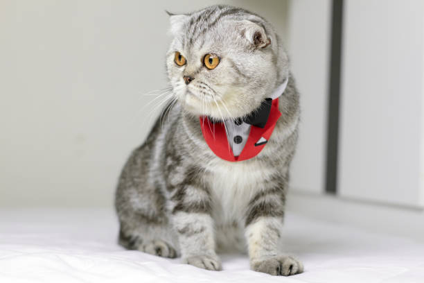 istock Cat sitting on white bed in the room. 1074150738