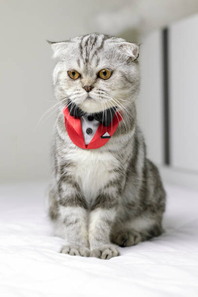istock Cat sitting on white bed in the room. 1074150746
