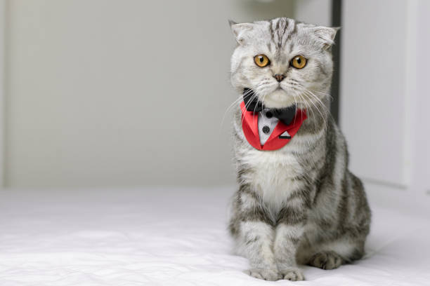 istock Cat sitting on white bed in the room. 1074150750