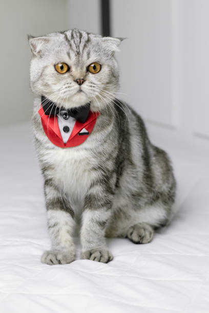 istock Cat sitting on white bed in the room. 1074150756