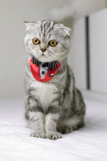 istock Cat sitting on white bed in the room. 1074150762