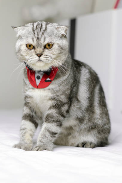 istock Cat sitting on white bed in the room. 1074150766
