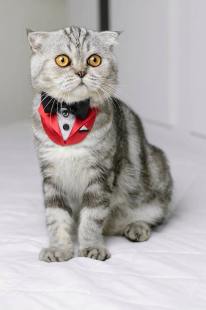 istock Cat sitting on white bed in the room. 1074150776