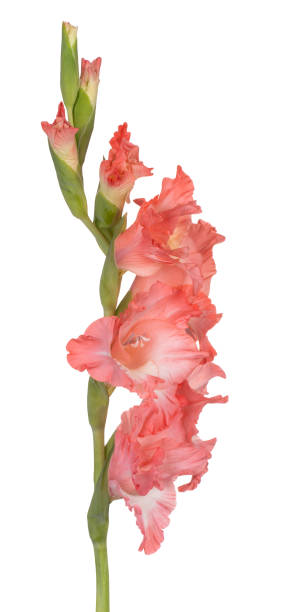 고립 된 꽃 - gladiolus single flower isolated white 뉴스 사진 이미지