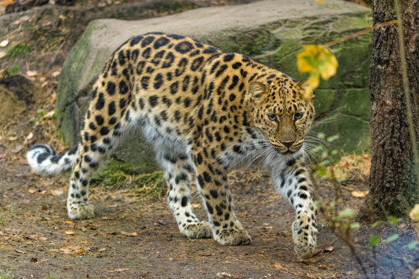 Amur leopard Male Leopard looking around prowling stock pictures, royalty-free photos & images