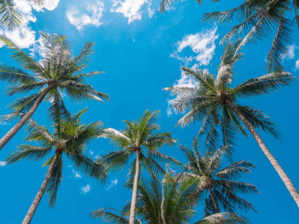 istock The coconut three and the blue sky 1074155606