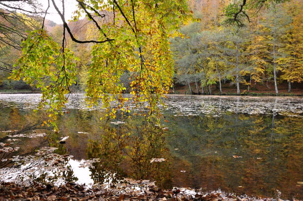 istock Autumn landscape. Autumn tree leaves sky background. 1074155900