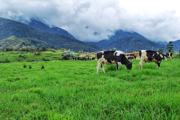 istock Fresh dairy farm in Kundasang, Sabah. 1074156190
