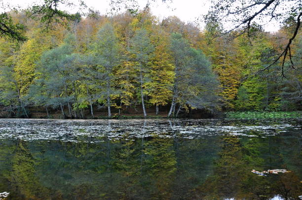 istock Autumn landscape. Autumn tree leaves sky background. 1074156198