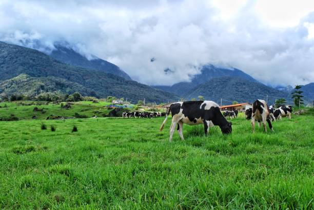 istock Fresh dairy farm in Kundasang, Sabah. 1074156210