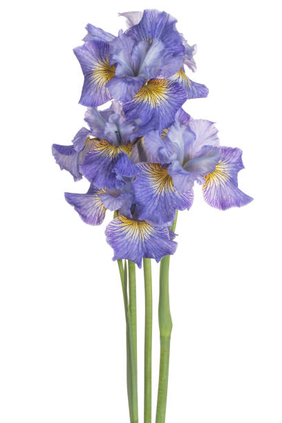 flower isolated Studio Shot of Blue Colored Iris Flowers Isolated on White Background. Large Depth of Field (DOF). Macro. Close-up. deep focus stock pictures, royalty-free photos & images