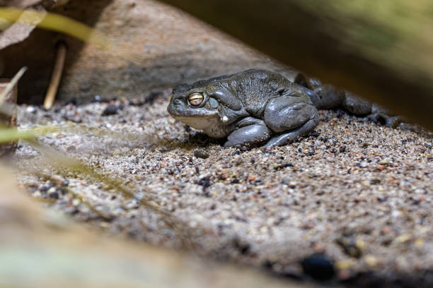 Sonoran desert toad Sonoran desert toad under a tree colorado river toad stock pictures, royalty-free photos & images