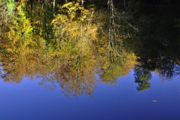 istock Autumn landscape. Autumn tree leaves sky background. 1074160944