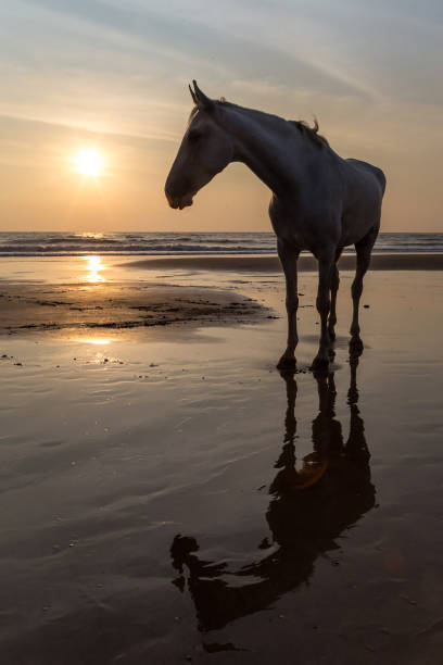 istock Horse on a beach 1074163240