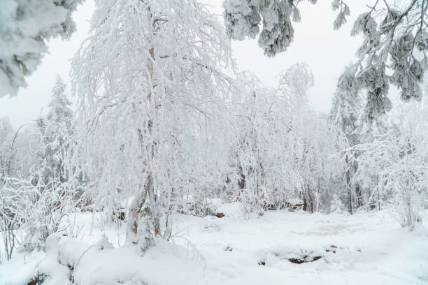 istock Beautiful white winter forest landscape with trees covered with snow, fairy tale 1074163582