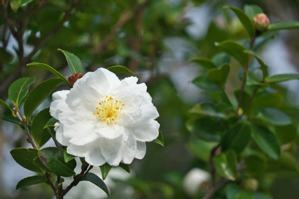 istock Flower of the sasanqua 1074164914