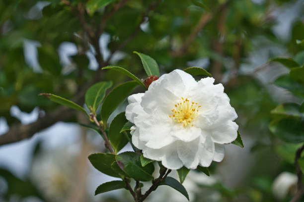 istock Flower of the sasanqua 1074164936