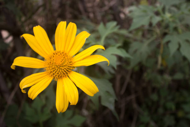 istock Nature flower in the garden 1074167202