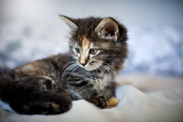 istock Playful kitten lying on bed looks at her back paws 1074171416