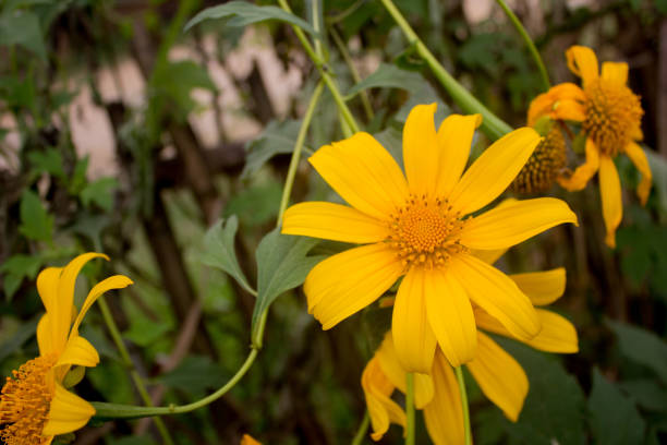 istock Nature flower in the garden 1074171920