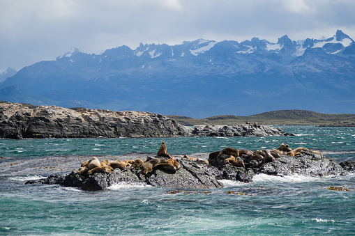 Svalbard walruses.  Despite 50 years of protection, walrus numbers are still low in Svalbard and they remain on the Norwegian National Red List.