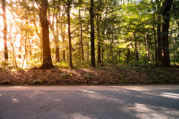 istock Tropical forest with sun and lens flare 1074174534