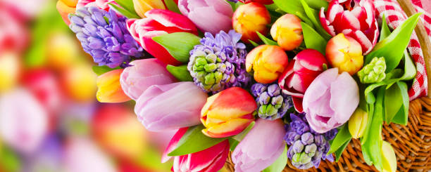 Springtime flowers and decorations Springtime flowers and basket with label banner hyacinth red stock pictures, royalty-free photos & images