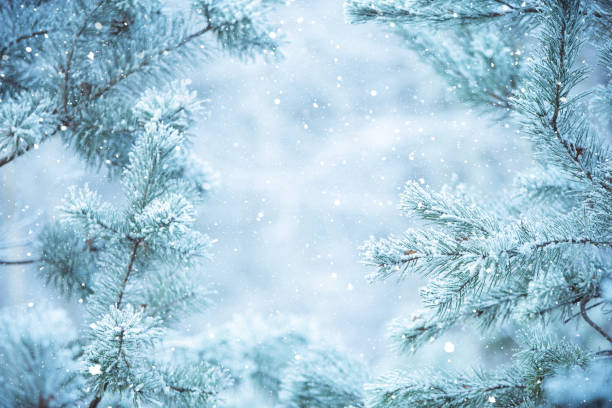 istock Winter scene background - Frosted pine branches 1074179496
