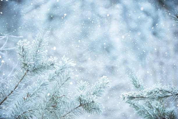 istock Winter scene background - Frosted pine branches 1074179502