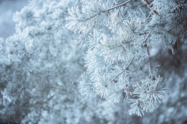 istock Winter scene background - Frosted pine branches 1074179504
