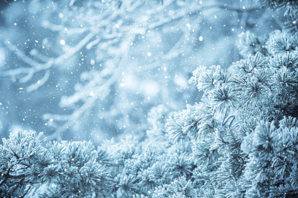 istock Winter scene background - Frosted pine branches 1074179506