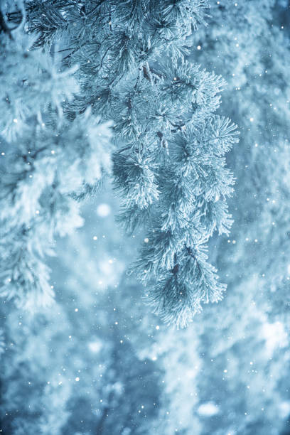istock Winter scene background - Frosted pine branches 1074179536