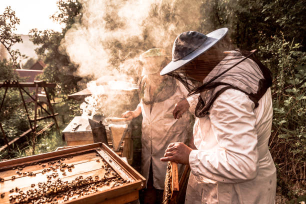 istock Beekeepers at work collecting honey outdoors 1074184574