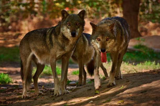 Incredible view of three wolves in a forest. stock photo