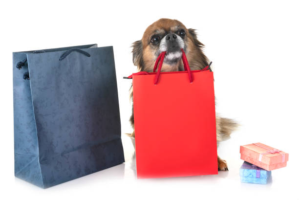 istock little chihuahua 1074186614