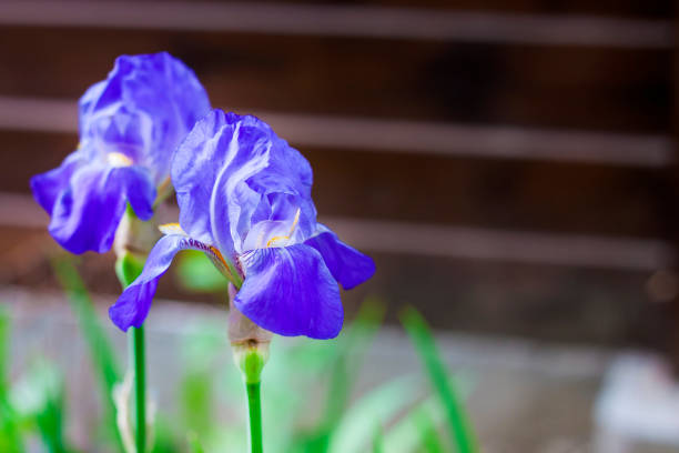 istock Two blue iris flowers closeup on wooden fence background 1074186708