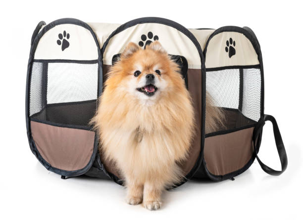 istock dogs in pen 1074186808