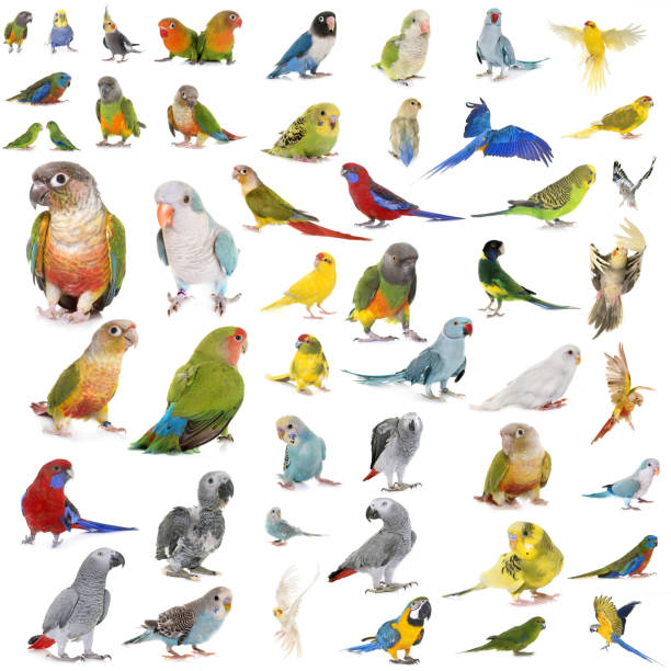 istock group of Psittacidae 1074186918