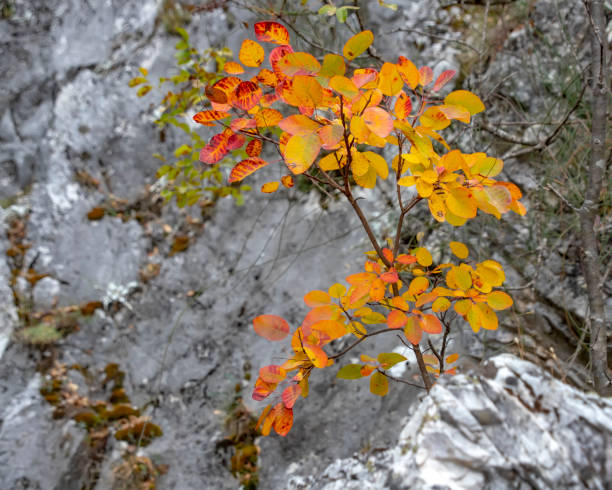 un arbre au feuillage rouge-jaune automne contre un rocher gris - beautiful tree day rock photos et images de collection