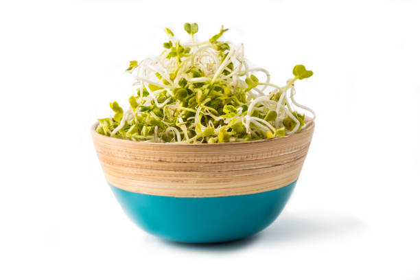 Sprouting radish seeds in a bowl on a white background. These sprouts are very healthy