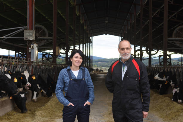couple farmer in a cow farm couple farmer with cows two cows stock pictures, royalty-free photos & images