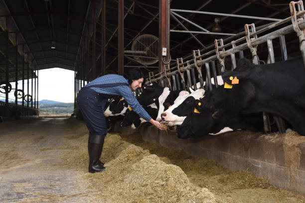 istock Farmer in a cow farm 1074191090